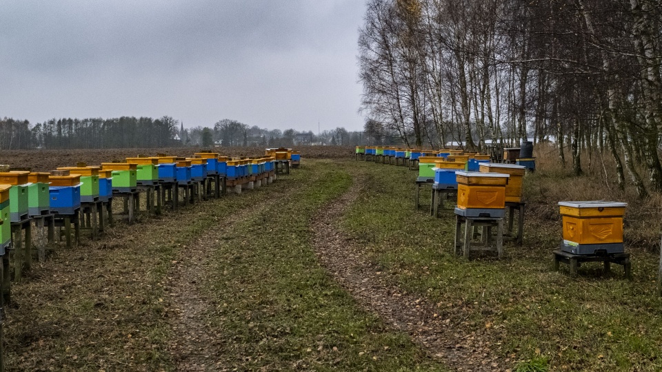 W tym roku nie tylko rolnicy byli odbiorcami wsparcia ARiMR. Finansową pomoc otrzymali także pszczelarze. Fot. Wojciech Ochrymiuk [Radio Szczecin]