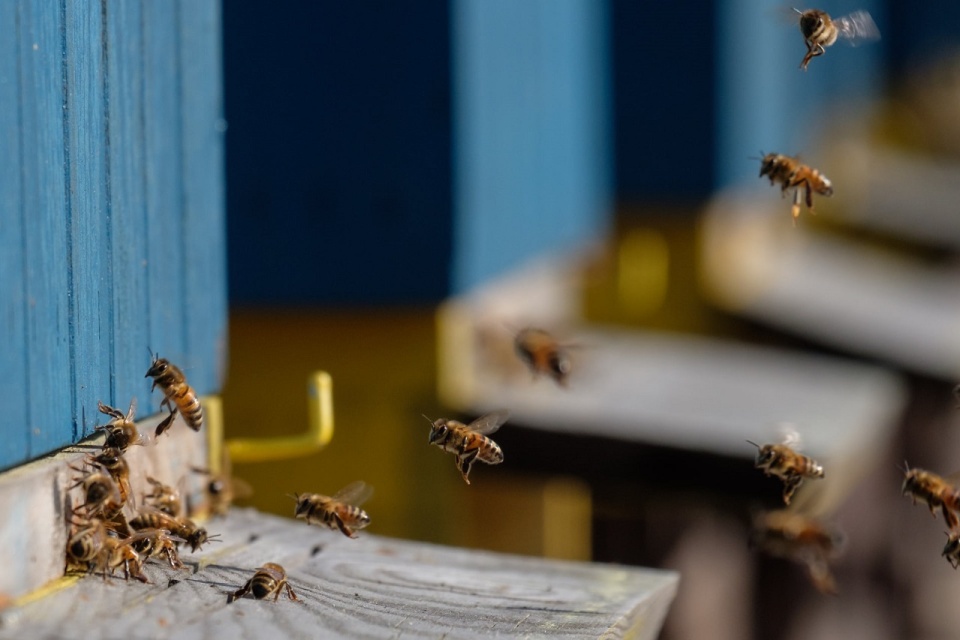 Pszczoły wracają do ula