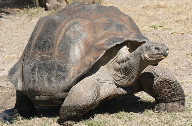 Słynny żółw słoniowy z Parku Narodowego Galapagos nie żyje.