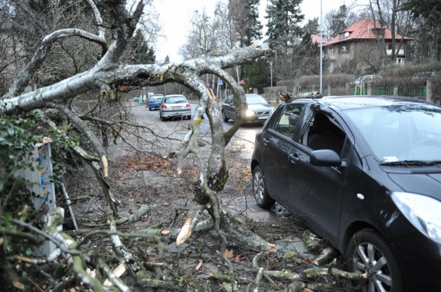 Na Monte Cassino drzewo upadło na samochód. Fot. Łukasz Szełemej [Radio Szczecin] Drzewa łamią się, blokują drogi i miażdżą auta [ZDJĘCIA, WIDEO, NOWE]