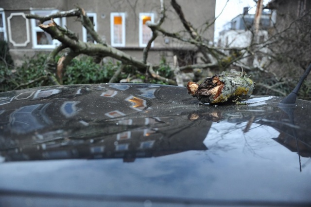 Na Monte Cassino drzewo upadło na samochód. Fot. Łukasz Szełemej [Radio Szczecin] Drzewa łamią się, blokują drogi i miażdżą auta [ZDJĘCIA, WIDEO, NOWE]