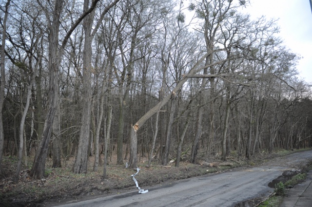 Policja zdecydowała się zamknąć przejazd ul. Arkońską ze względu na zagrożenie zawalenia się drzew na drogę. Fot. Łukasz Szełemej [Radio Szczecin] Drzewa łamią się, blokują drogi i miażdżą auta [ZDJĘCIA, WIDEO, NOWE]