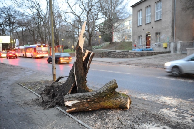 Straż pożarna usunęła drzewo z ulicy Słowackiego. Fot. Łukasz Szełemej [Radio Szczecin] Drzewa łamią się, blokują drogi i miażdżą auta [ZDJĘCIA, WIDEO, NOWE]
