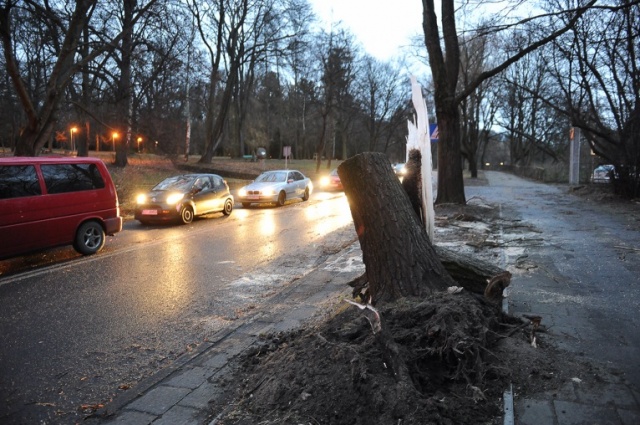 Straż pożarna usunęła drzewo z ulicy Słowackiego. Fot. Łukasz Szełemej [Radio Szczecin] Drzewa łamią się, blokują drogi i miażdżą auta [ZDJĘCIA, WIDEO, NOWE]