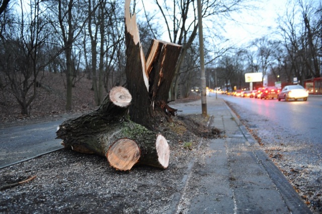 Straż pożarna usunęła drzewo z ulicy Słowackiego. Fot. Łukasz Szełemej [Radio Szczecin] Drzewa łamią się, blokują drogi i miażdżą auta [ZDJĘCIA, WIDEO, NOWE]