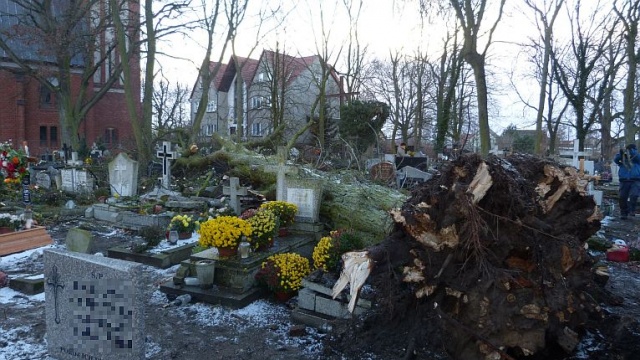Po godzinie 13, wiatr powalił ponad 20-metrowe drzewo na cmentarzu w Świnoujściu-Przytorze. Fot. Sławomir Orlik [Radio Szczecin] Złamane drzewo zniszczyło nagrobki w Świnoujściu [ZDJĘCIA]