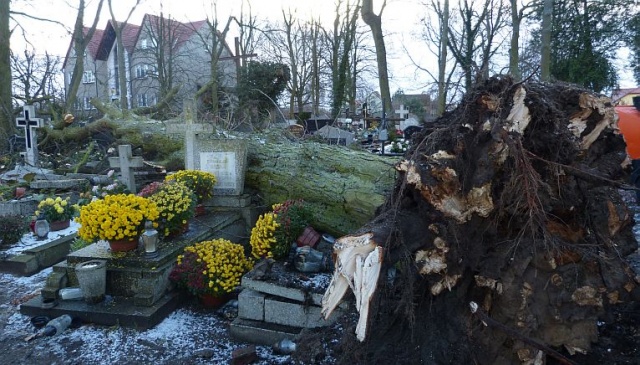 Po godzinie 13, wiatr powalił ponad 20-metrowe drzewo na cmentarzu w Świnoujściu-Przytorze. Fot. Sławomir Orlik [Radio Szczecin] Złamane drzewo zniszczyło nagrobki w Świnoujściu [ZDJĘCIA]
