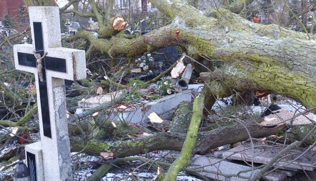 Po godzinie 13, wiatr powalił ponad 20-metrowe drzewo na cmentarzu w Świnoujściu-Przytorze. Fot. Sławomir Orlik [Radio Szczecin] Złamane drzewo zniszczyło nagrobki w Świnoujściu [ZDJĘCIA]