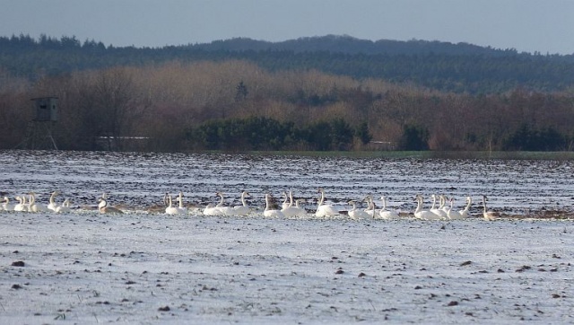Gmina Dziwnów. Fot. Sławomir Orlik [Radio Szczecin] Wiatr słabnie, przyszła cofka. Nie ma zagrożenia powodzią [ZDJĘCIA, WIDEO, NOWE]
