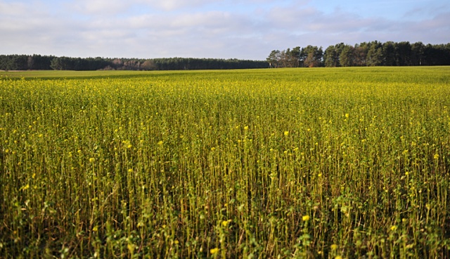 Na polu niedaleko Gryfina, tuż obok granicy polsko-niemieckiej, zakwitły żółte rośliny. Fot. Łukasz Szełemej [Radio Szczecin] W grudniu na polach zakwitły żółte kwiaty [ZDJĘCIA]