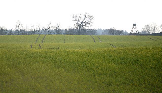Na polu niedaleko Gryfina, tuż obok granicy polsko-niemieckiej, zakwitły żółte rośliny. Fot. Łukasz Szełemej [Radio Szczecin] W grudniu na polach zakwitły żółte kwiaty [ZDJĘCIA]