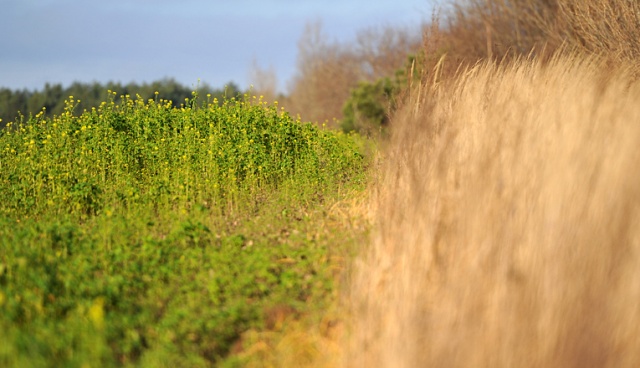 Na polu niedaleko Gryfina, tuż obok granicy polsko-niemieckiej, zakwitły żółte rośliny. Fot. Łukasz Szełemej [Radio Szczecin] W grudniu na polach zakwitły żółte kwiaty [ZDJĘCIA]