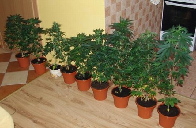 Od 1 kwietnia marihuana w Czechach przestaje być substancją zakazaną, a staje się lekiem. Nowelizacja prawa o narkotykach budzi jednak kontrowersje - donosi TVN24.