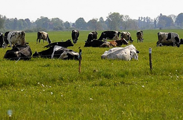 Ubój rytualny zakazany. Arłukowicz chciał legalizacji