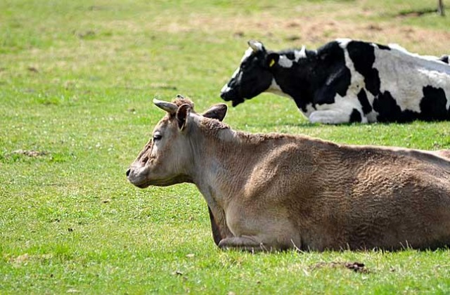 Rzeźnicy i eksporterzy mięsa załamują ręce
