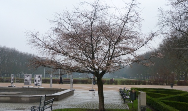 Koniec grudnia, a na Jasnych Błoniach kwitnie wiśnia