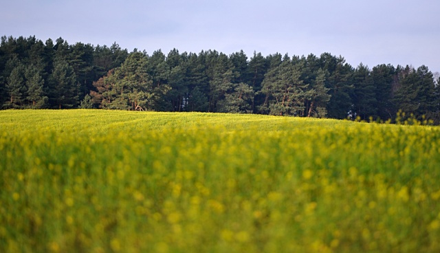W grudniu na polach zakwitły żółte kwiaty [ZDJĘCIA]