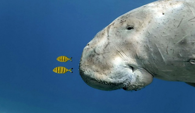 Od czwartku do 30 marca w Muzeum Narodowym na Wałach Chrobrego w Szczecinie można oglądać wystawę Wildlife Photographer of the Year.