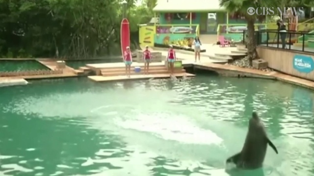 Argentyna będzie piłkarskim mistrzem świata - tak przynajmniej wytypował delfin Flipper z oceanarium w Miami w USA.