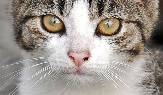 Wprowadzenia zakazu jedzenia kociego i psiego mięsa domagają się szwajcarscy obrońcy praw zwierząt. Jak alarmują, potrawy z tych czworonogów jedzą setki tysięcy mieszkańców.