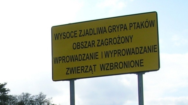 Już na czwartej fermie drobiu w Holandii wykryto wirusa ptasiej grypy i nakazano ubój 28 tys. sztuk ptactwa - informuje Polska Agencja Prasowa.