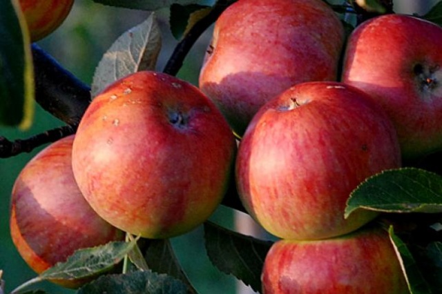 Rosja proponuje Unii obustronne zniesienie sankcji. Z taką ofertą wystąpił wiceminister spraw zagranicznych Federacji Rosyjskiej Aleksiej Mieszkow.