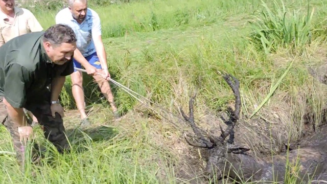 Jelenie po wydostaniu się na brzeg chwilę odpoczęły i pobiegły do lasu. Fot. youtube.com / machmedos Akcja ratunkowa uwięzionych w bagnie jeleni [WIDEO, ZDJĘCIA]