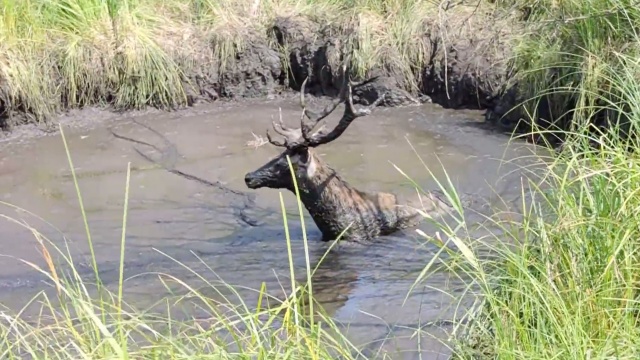 Cztery jelenie utknęły w głębokim na dwa metry bagnie. Fot. youtube.com / machmedos Akcja ratunkowa uwięzionych w bagnie jeleni [WIDEO, ZDJĘCIA]