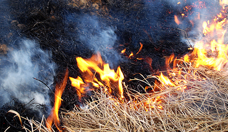 Wypalanie traw w województwie, kary nie odstraszają