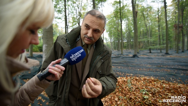 - Nasiona są po to, żeby je przygotować odpowiednio, wysiać w szkółce leśnej i mieć sadzonki do odnowienia lasu - tłumaczy nadleśniczy Nadleśnictwa Gryfino, Jan Grzyś. Fot. Konrad Nowak [Radio Szczecin] Ogromne siatki w Puszczy Bukowej. Leśnicy zbierają nasiona [ZDJĘCIA]