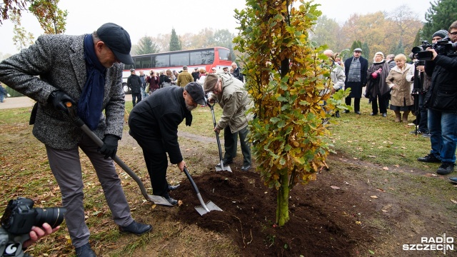Trzy drzewka pamięci zasadzono w poniedziałek na Cmentarzu Centralnym w Szczecinie. Fot. Konrad Nowak [Radio Szczecin] Reżyser, lekarz i nauczyciel medyków mają swoje drzewka pamięci [WIDEO, ZDJĘCIA]