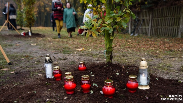 Trzy drzewka pamięci zasadzono w poniedziałek na Cmentarzu Centralnym w Szczecinie. Fot. Konrad Nowak [Radio Szczecin] Reżyser, lekarz i nauczyciel medyków mają swoje drzewka pamięci [WIDEO, ZDJĘCIA]