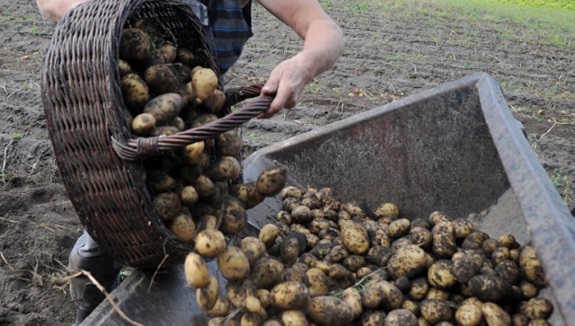 Uprawa ziemniaków przestaje być opłacalna i coraz mniej rolników chce zajmować się ich sprzedażą.
