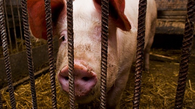 Rosja częściowo znosi embargo na import świń, ale jedynie tych z Francji. Dla producentów z pozostałych krajów Unii Europejskiej wschodnie granice pozostaną zamknięte.