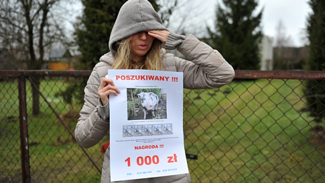 Udomowionej świni o imieniu Tedi poszukuje pani Alicja, która mieszkała z nią pod Nowogardem.