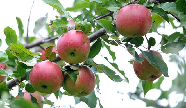 Konsumenci idą z odsieczą rolnikom. Kupują więcej jabłek