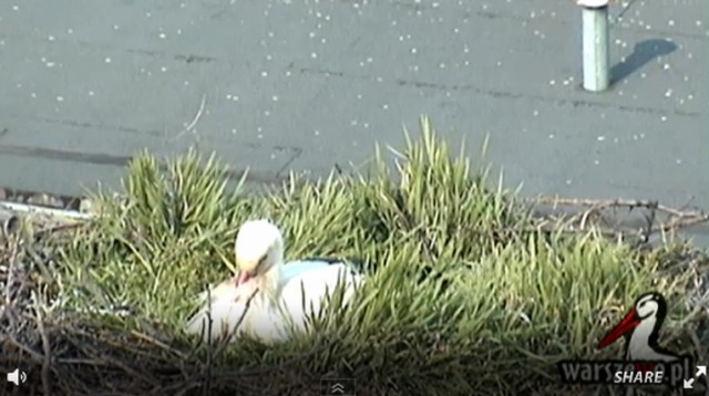 Bociania para już w komplecie