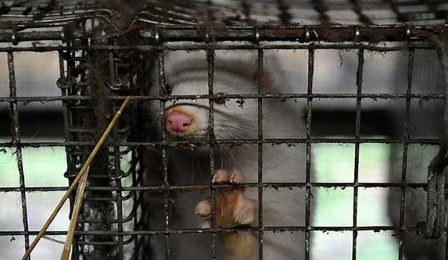 Tamtejsi radni przegłosowali uchwałę, która zakazuje budowy takich obiektów w całej gminie. Fermę dla 200 tysięcy zwierząt zamierzał postawić prywatny inwestor. Inwestycja miała stanąć w Szadzku pod Dobrzanami.