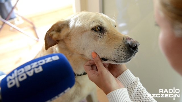 Właściciele Labradora ze Szczecina - Natalia i Ireneusz, kilka dni szukali Majkiego, który uciekł opiekunce. Bezskutecznie.