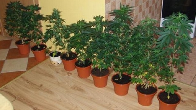 Prawie 80 proc. Polaków uważa, że medyczna marihuana powinna być legalna i dostępna dla chorych. Jedna piąta rodaków jest temu przeciwna. Tak wynika z sondażu, jaki dla Rzeczpospolitej przeprowadził Instytut Badań Rynkowych i Społecznych IBRIS.