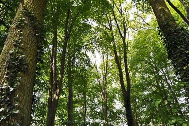 Coraz więcej przypadków boreliozy odnotowuje zachodniopomorski sanepid. Liczba chorych w regionie z roku na rok wzrasta, średnio o jedną trzecią.