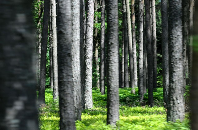 Szakal w szczecińskim Lesie Arkońskim