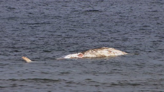 Martwy wieloryb u wybrzeży Bałtyku [WIDEO, ZDJĘCIA]
