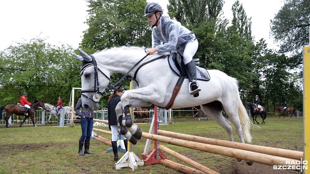 170 koni skokowych można w sobotę podziwiać na boisku piłkarskim przy ulicy Bandurskiego w Szczecinie vis-a-vis stadionu. Odbywają się tam zawody jeździeckie Sedina Horse Show.