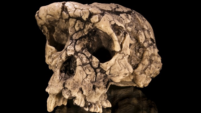 Nowy gatunek człowieka odkryli naukowcy z Uniwersytetu w Johannesburgu. To Homo Naledi. badania zostały opublikowane w magazynie Elife.