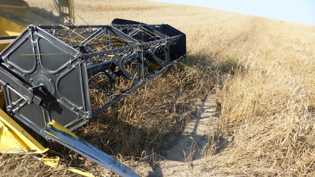 To nierówne traktowanie - grzmią rolnicy z regionu zajmujący się uprawą zbóż. Okazuje się, że rządowa pomoc po suszy będzie, ale pokryje straty tylko w uprawach buraków, ziemniaków, fasoli czy grochu. Według specjalistów z urzędu wojewódzkiego susza ominęła uprawy zbóż.