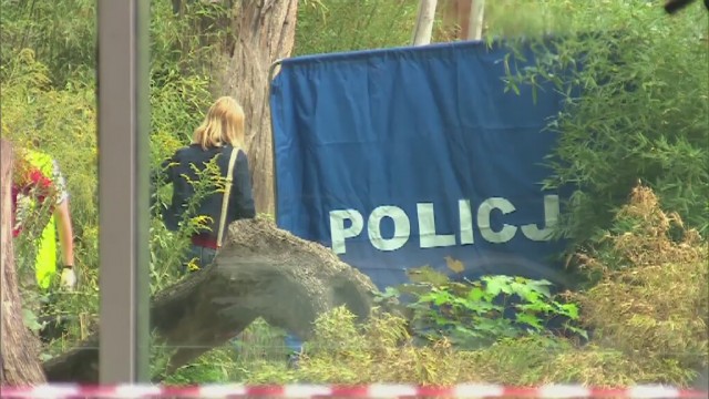 Tragiczny wypadek w zoo. Tygrys zabił opiekuna