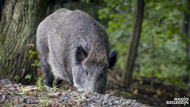 Dziki znikną ze szczecińskich osiedli