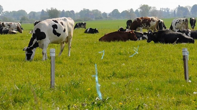 120 milionów złotych dostaną polscy producenci mleka. To pomoc od Unii Europejskiej w związku z trudną sytuacją na rynku.