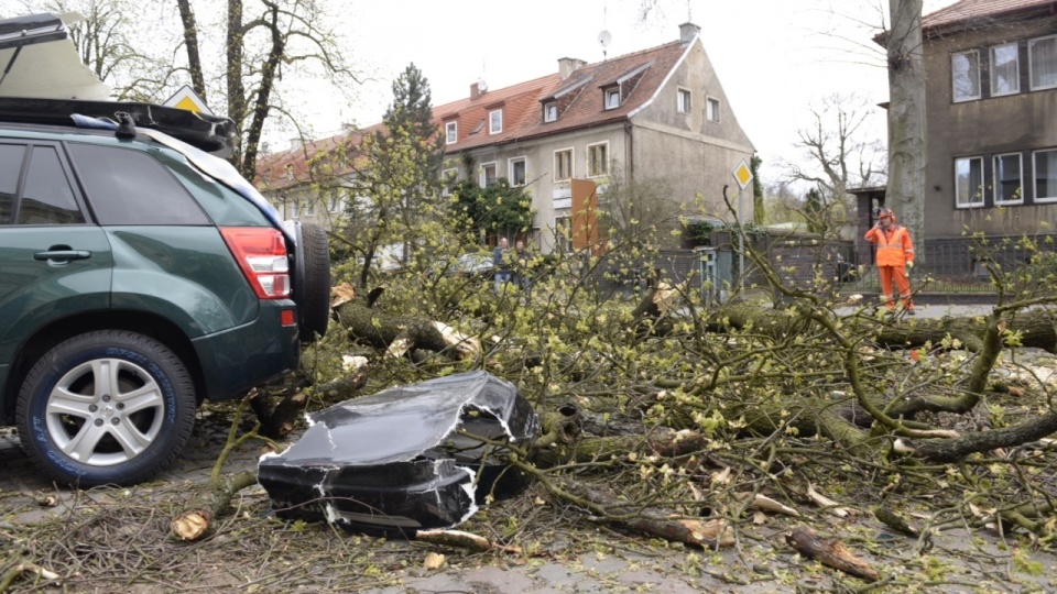 Drzewo uszkodziło samochód. Fot. Piotr Sawiński [Radio Szczecin]